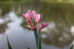 水边绽放的粉色美丽花朵