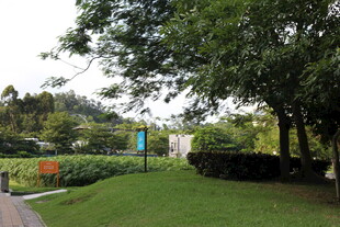 绿意盎然的公园景观