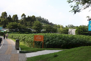 城市中的绿意盎然景观