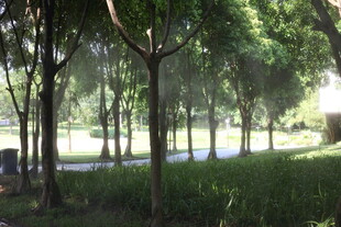 阳光洒落的静谧林间小道