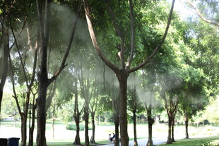 夏日林荫公园美景