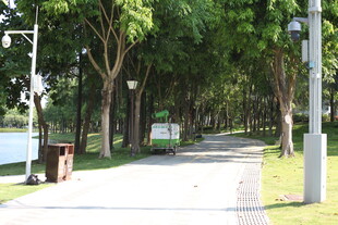 林荫小道 静谧自然风景