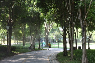 林荫小道 静谧公园景致