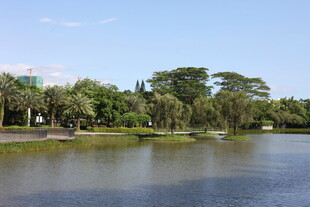 湖畔绿树成荫的宁静风光