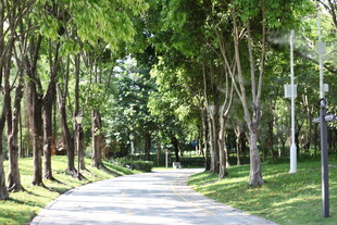 林荫小道 静谧的自然景致