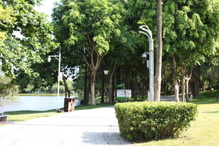 公园林荫小道优美景致