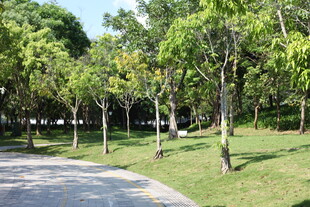 林间小道 绿意盎然的景致