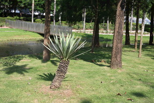 草地上的单株龙舌兰植物