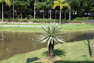 池塘边的单株绿植景观