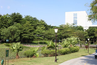 城市中的绿意公园景致