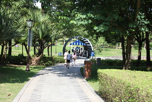 公园绿荫下的休闲步道