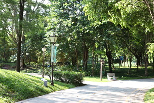 林间幽静小道 绿意盎然