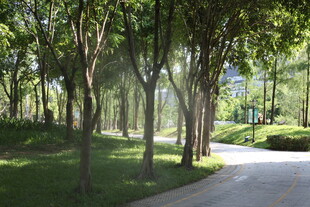 林间阳光小道 绿意盎然