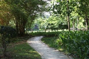 林间小径 绿意盎然的自然路