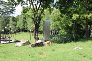 绿意盎然的户外草地景观