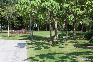 绿意盎然的公园休闲场景