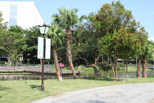 公园中的绿树与开阔道路