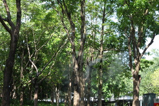 茂密树林中的自然景致