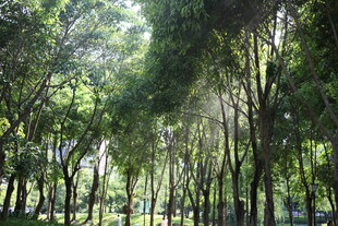 阳光洒落的茂密林间