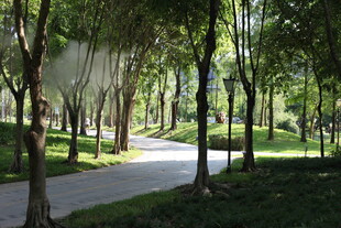 林间幽静小道 绿意盎然