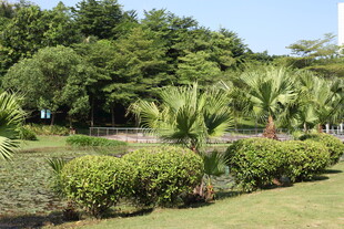 绿意盎然的园林景观