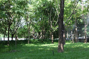 绿意盎然的林间草地