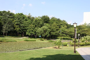 城市中的静谧绿意公园