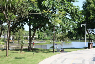 湖畔绿荫下的宁静步道