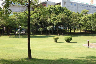 城市中的静谧草坪景观