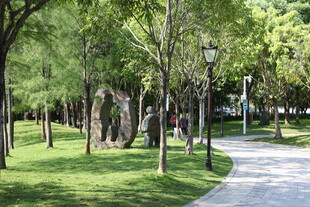 城市林荫道的静谧风光