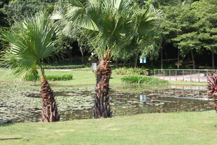 公园中的棕榈树与绿地景观