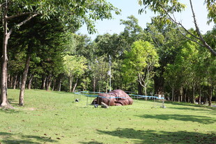 公园草地中的大象雕塑