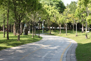 林荫小道 静谧的户外景致