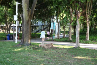 城市公园中的绿荫草地景观