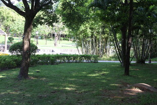 绿意盎然的林间草地