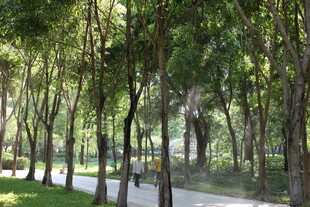 林间小道 阳光洒落的静谧处