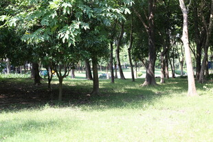 夏日绿荫草地公园景致