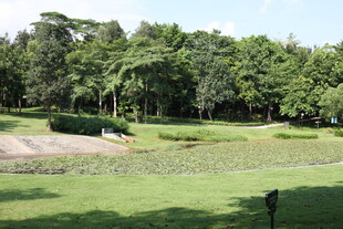 绿意盎然的户外草地景观