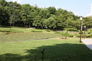 城市中的静谧绿色公园