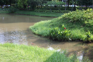 河畔绿意盎然的自然景致