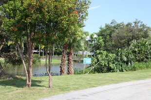 路边河畔绿树成荫景致