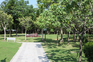 绿意盎然的林间休闲小径