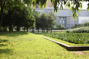 绿意盎然的庭院景观