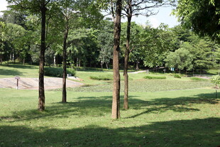 绿意盎然的户外公园场景