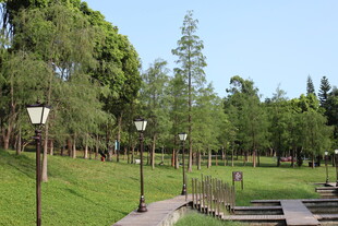 公园林荫步道景观