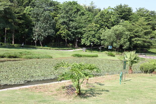 绿意盎然的户外园林景观