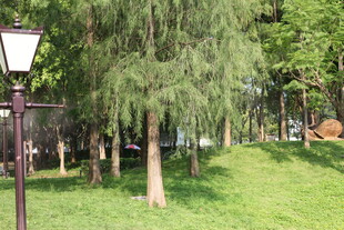 公园绿荫下的静谧景致