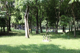 林间草地 静谧自然景致