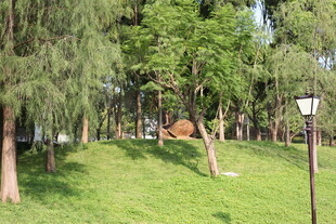 绿意盎然的林间草地景观