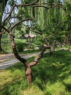 公园风景  